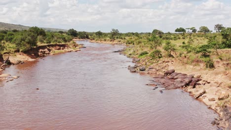 African-Wildlife-Aerial-Shot-of-a-Group-of-Hippos-on-the-Masai-Mara-River-Banks,-Drone-View-of-Beautiful-Lush-Green-African-Landscape-Scenery-in-Maasai-Mara-National-Reserve,-Kenya,-Africa