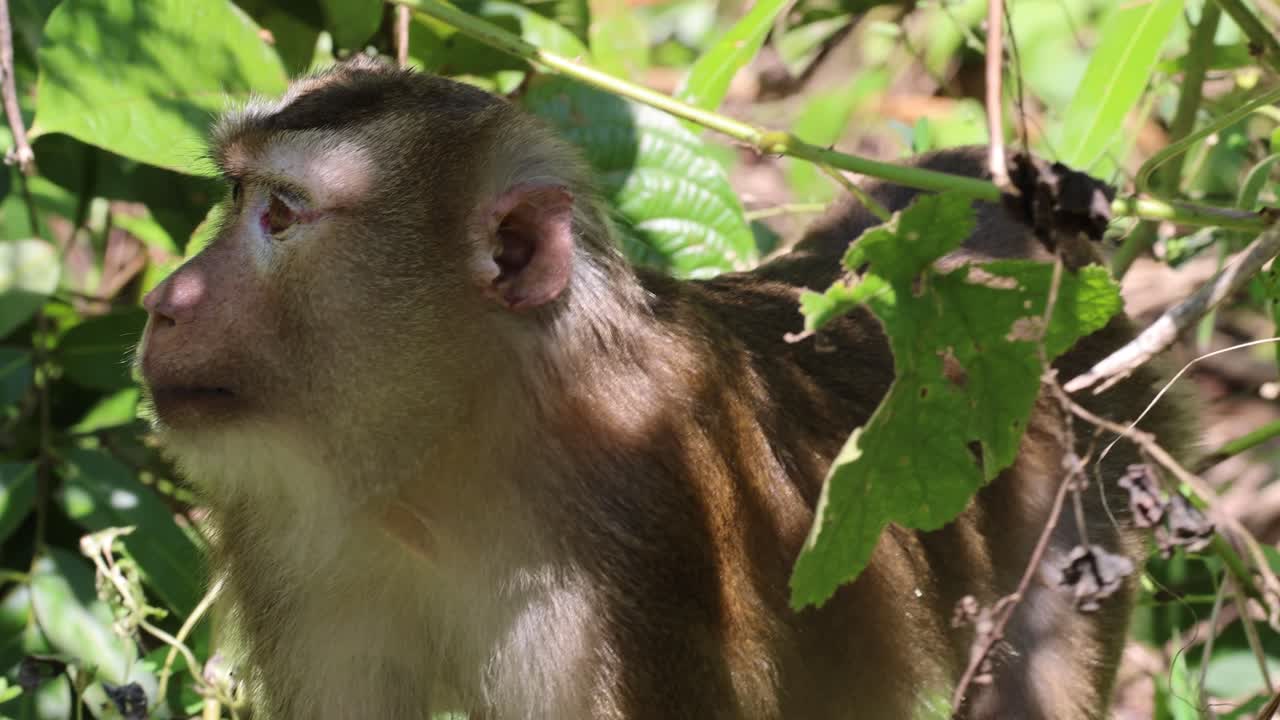 обезьяна с различными выражениями лица