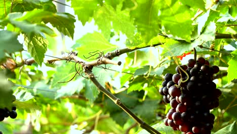 purple red grapes with green leaves on the vine. fresh fruits