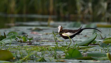 elegant jacana observed mid-nest building among floating vegetation