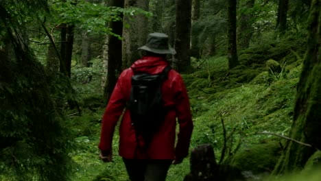 a lone hiker in a red jacket walks among tall trees and a mossy path in a dense, tranquil forest