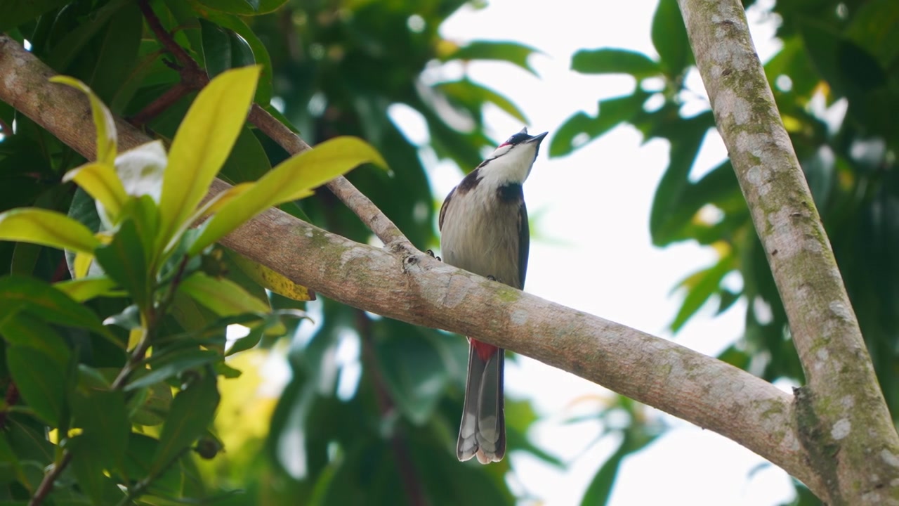 Rødøret Bulbul med markant top sidder på en tropisk trægren i Hong Kong Park og flyver derefter væk.