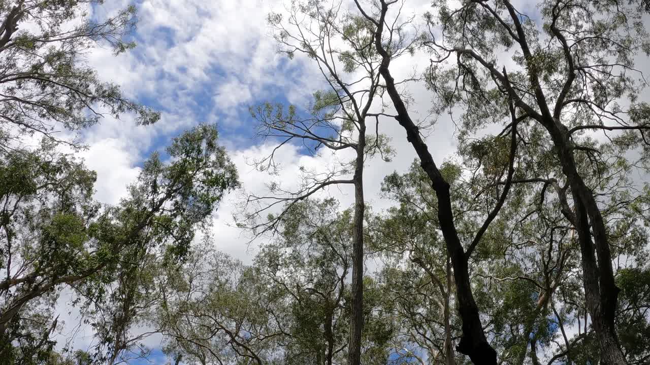 동적 인 나무 가지 를 통해 볼 수 있는 하늘 과 구름