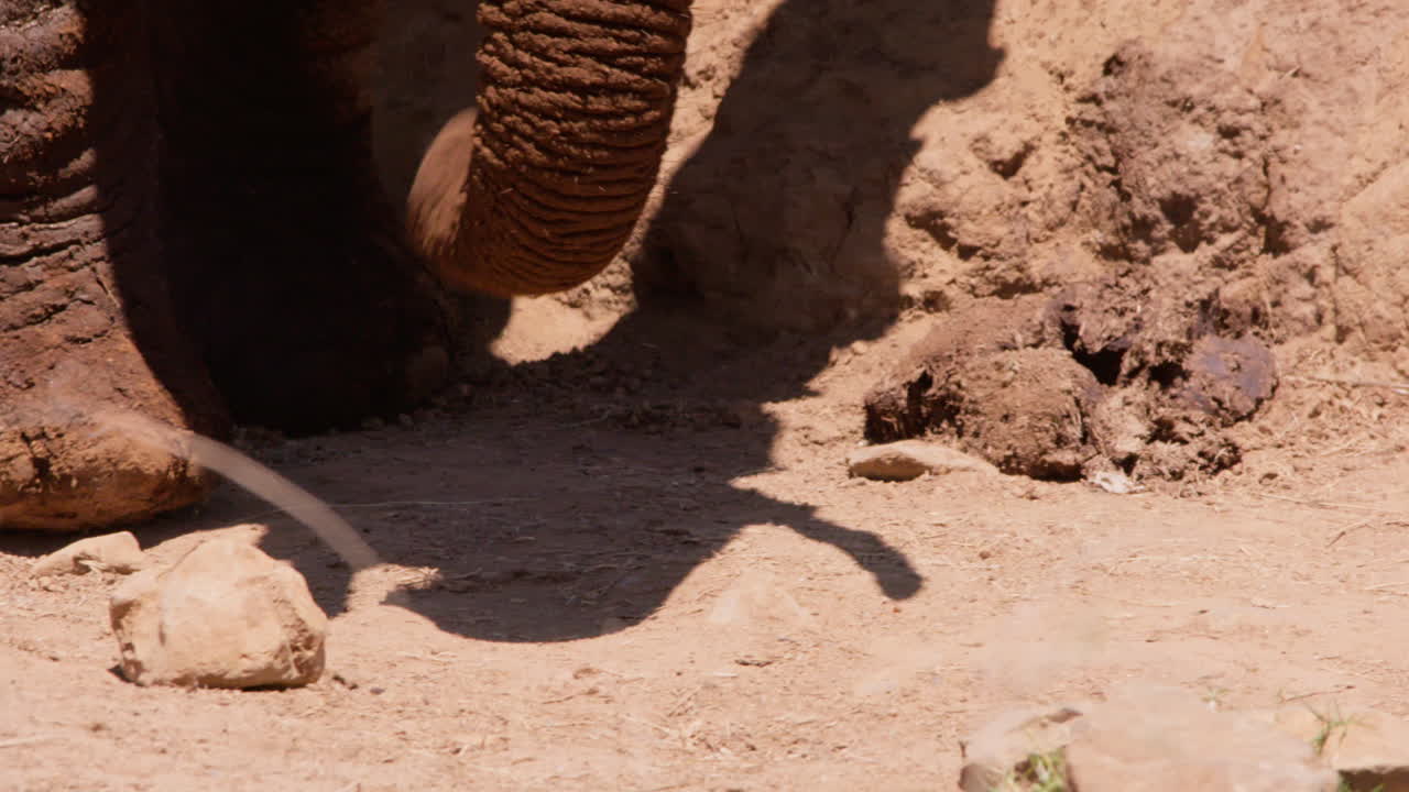Zampe di elefante africano che camminano lungo il bordo di una pozza d'acqua.