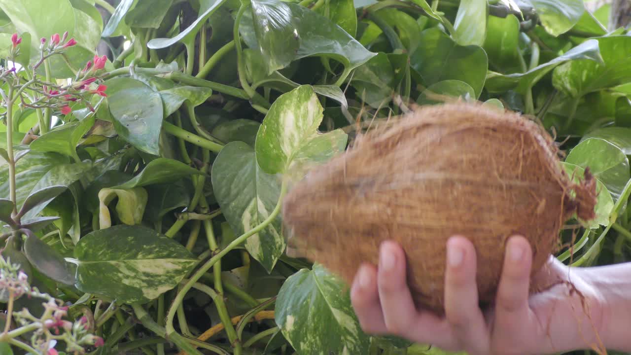coco seco con la cáscara en la mano sobre la planta verde
