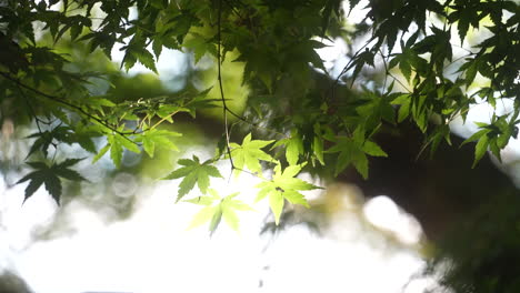 hojas de arce japonesas balanceándose en el viento en un día soleado en el parque con fondo bokeh