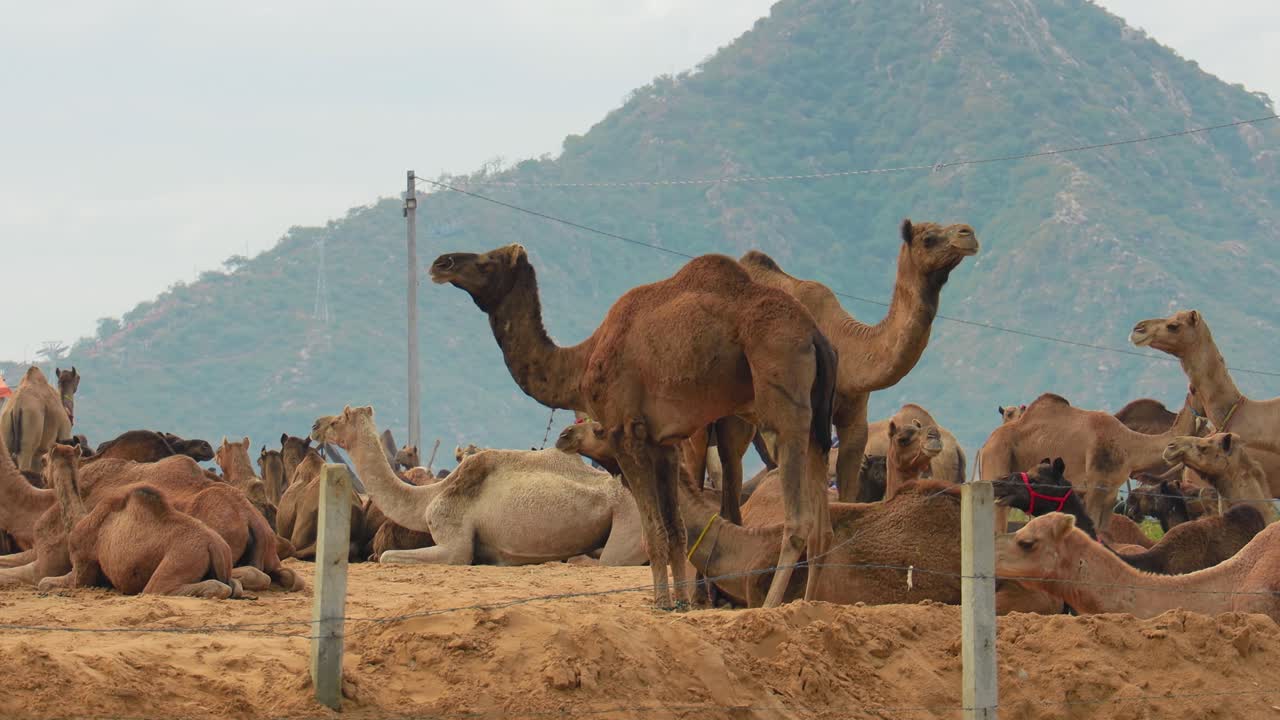camellos en la feria de pushkar, también llamada feria de camellos de pushkar o localmente como kartik mela es una feria anual de varios días de ganado y cultural que se celebra en la ciudad de pushkar, rajasthan, india.