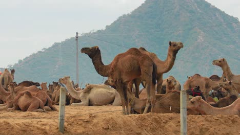 Camels-at-the-Pushkar-Fair,-also-called-the-Pushkar-Camel-Fair-or-locally-as-Kartik-Mela-is-an-annual-multi-day-livestock-fair-and-cultural-held-in-the-town-of-Pushkar-Rajasthan,-India.