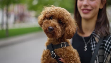 close-up of a woman holding a small brown poodle in a harness