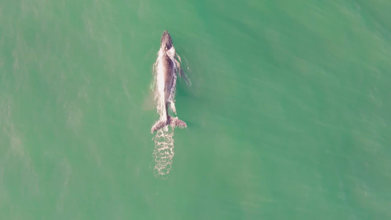 바다에서 고래를 따라가며 또 다른 2마리를 찾는 새의 눈 포브