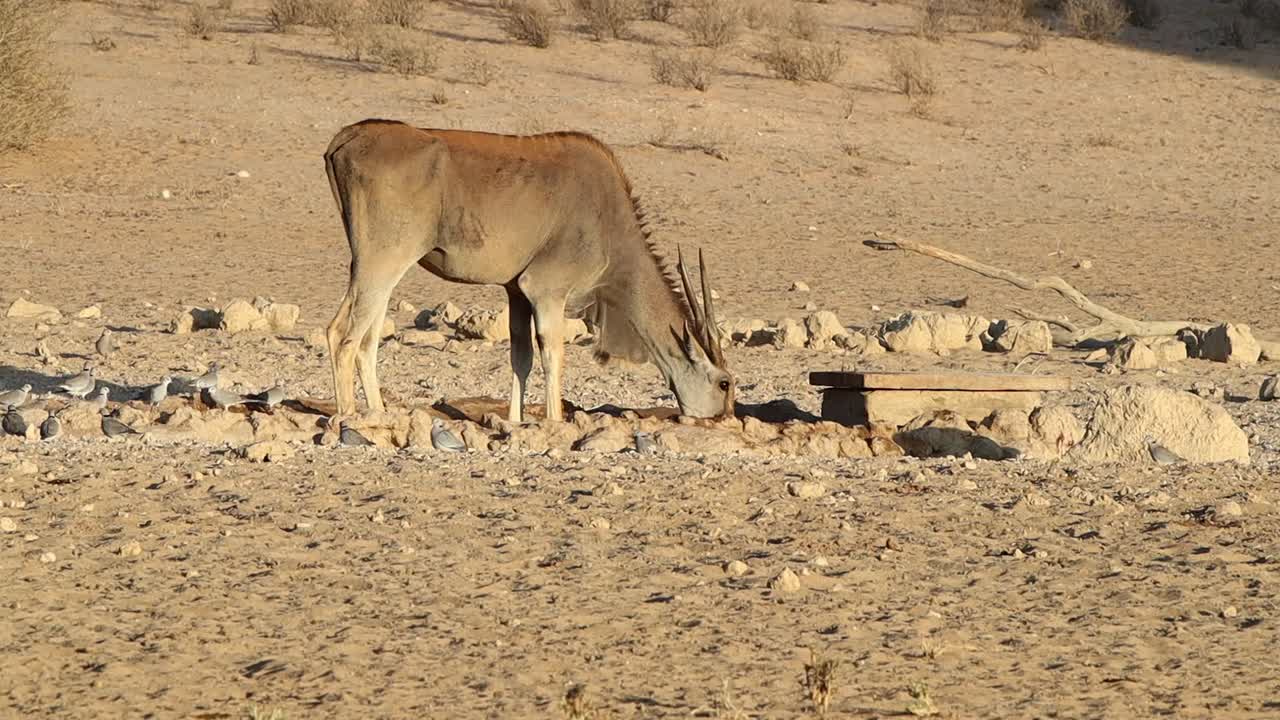 칼라하리 사막의 물웅덩이에서 황금빛 영양이 마신다