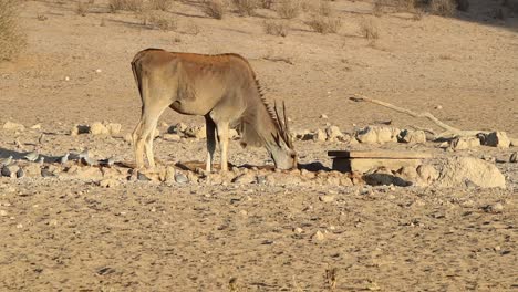 golden eland antelope drinks at a watering hole in kalahari desert