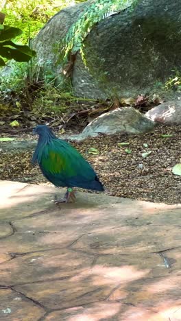 paloma de nicobar explorando el entorno del zoológico en tailandia