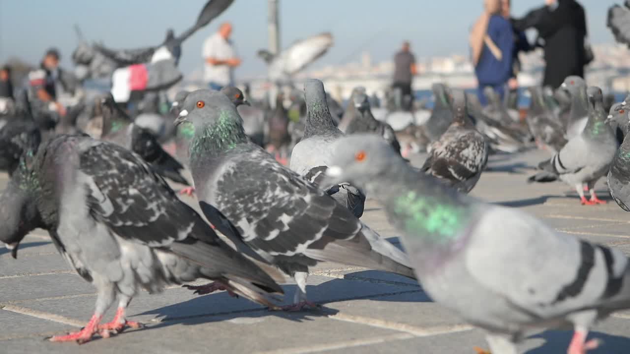 голуби в городском парке