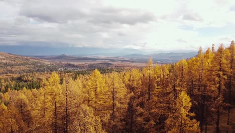 flying just above golden larch forest on a cloudy day