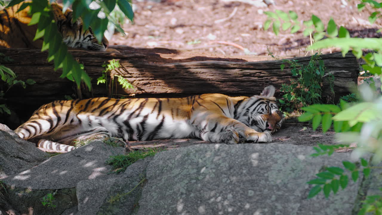 Two Lazy Bengal Tigers Resting or Sleeping by Big Log Under Tree - closeup