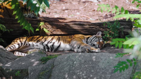 two lazy bengal tigers resting or sleeping by big log under tree - closeup