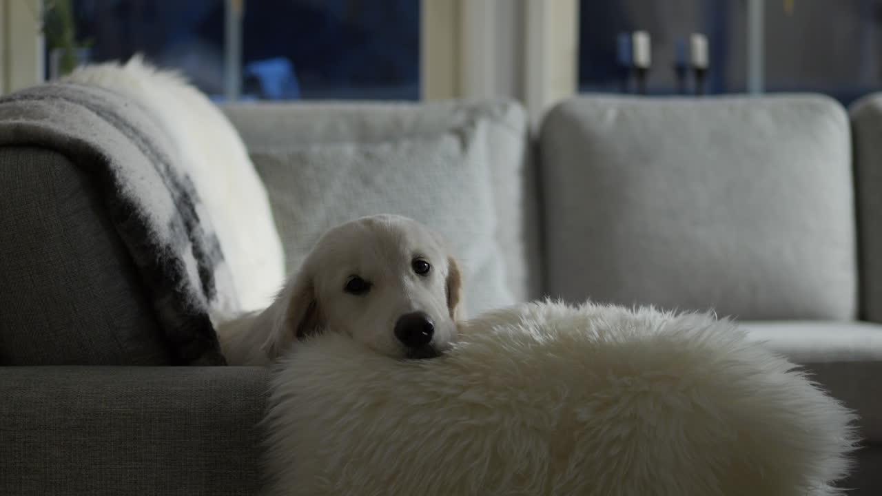 카메라를 바라보는 소파에 있는 친절한 가족 개