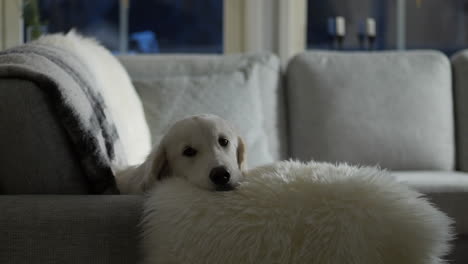 kind family dog in couch looking at camera