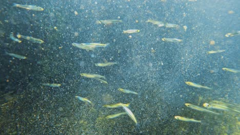 mini fish underwater on clearwater