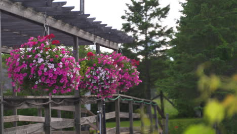 pink and white wave petunias and red begonias in hanging baskets blowing in the wind from hooks on a walking bridge with handrails on a sunny summer day surrounded by trees and grass