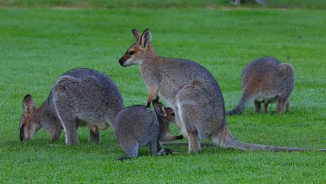 wallaby kangaroos graze in a field in australia 1