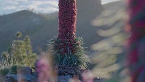 red bugloss echium wildpretii with 'tower of jewels' teide national park