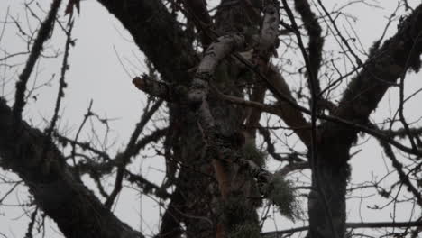 Close-up-shot-of-trees-almost-in-darkness