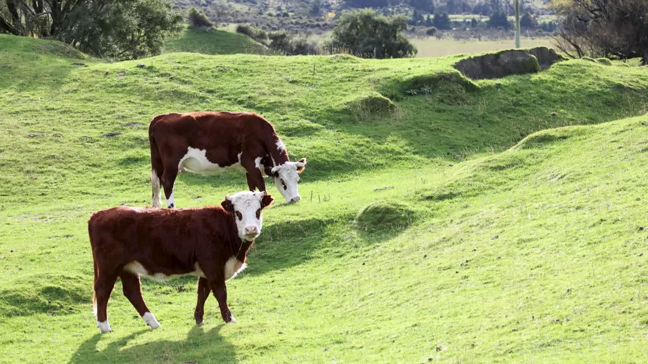 Hereford cattle graze peacefully on a vibrant green hillside in Kinloch, New Zealand, under natural daylight, showcasing serene rural life