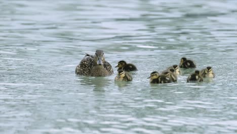 mom and her young little ducks swimming in balaton lake