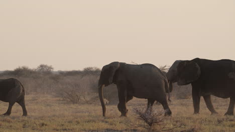 africa - a herd of african bush elephants leisurely walking - tracking shot