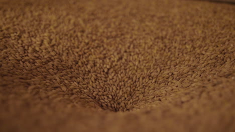 cereal grains during brewing process making beer france