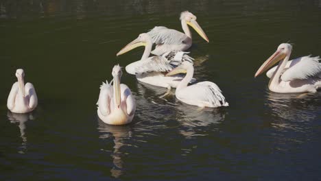 cute pelican family swimming in pond and grooming themselves