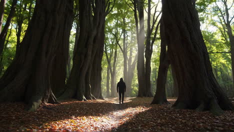 man walking through a sunlit forest path