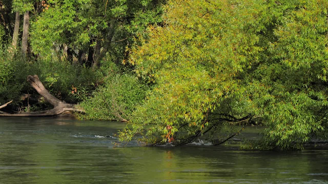 Tight view of the Tumut River with overhanging trees flowing strongly in the Snowy Mountain Region of Australia, New South Wales.