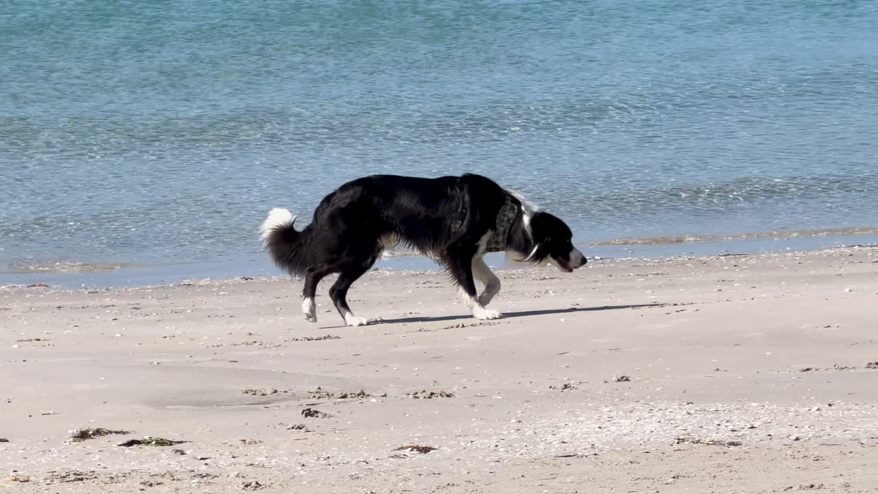 Border Collie walks and sniffs wet sand on sunny beach, side view, natural daylight