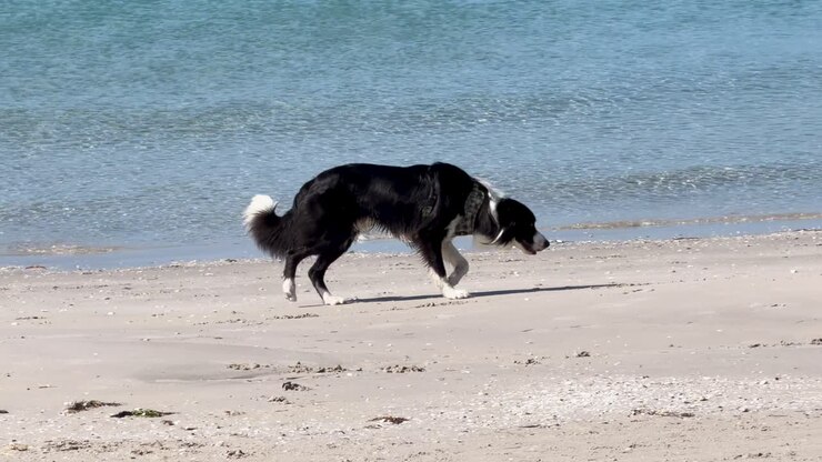 Un Border Collie cammina e annusa la sabbia bagnata su una spiaggia soleggiata, vista laterale, luce naturale