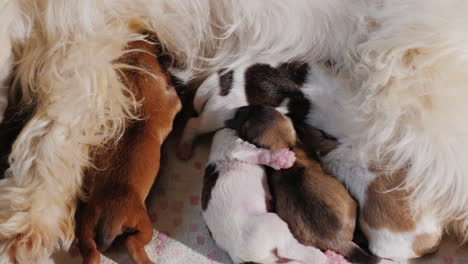 Dog-Feeding-Newborn-Puppies-01