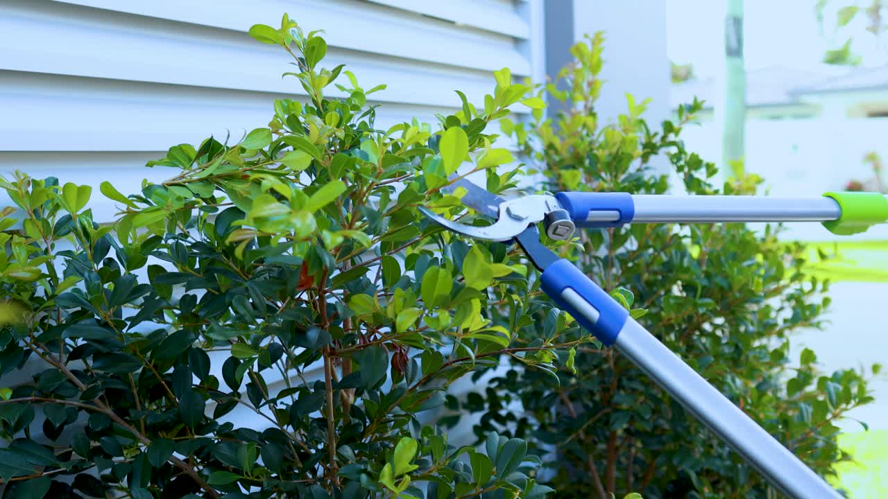 A person uses long-handled pruning shears to trim green bushes beside a house exterior in bright daylight, with steady close-up camera framing