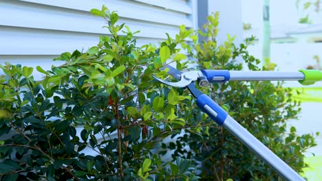 a person uses long-handled pruning shears to trim green bushes beside a house exterior in bright daylight, with steady close-up camera framing