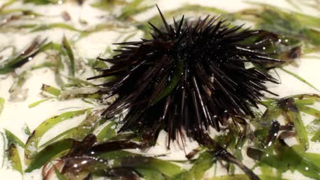 close up of sea urchin moving in low tide