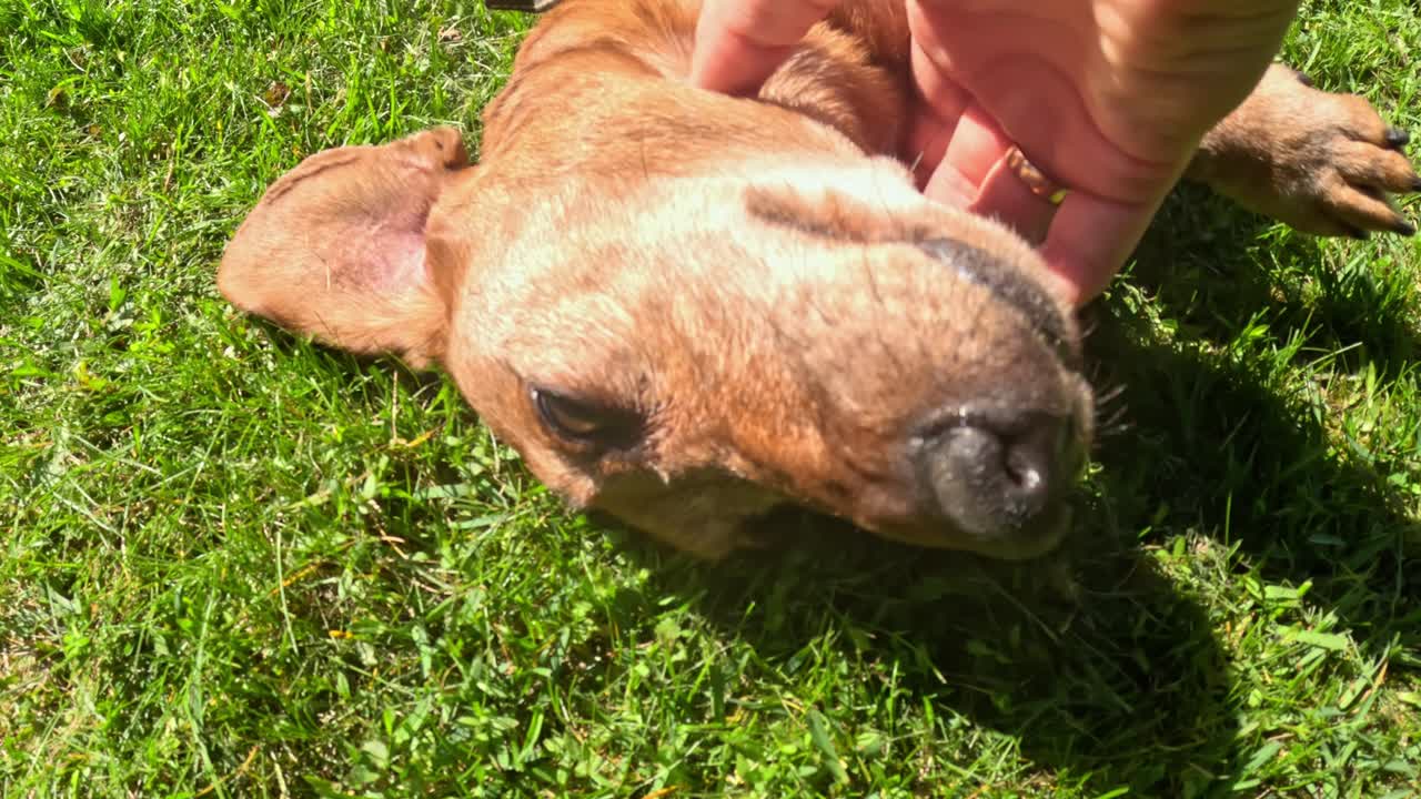 Brown Dachshund Dog Lying On Green Grass In Sunlight, Enjoys Being Pet By Human Hand. closeup shot