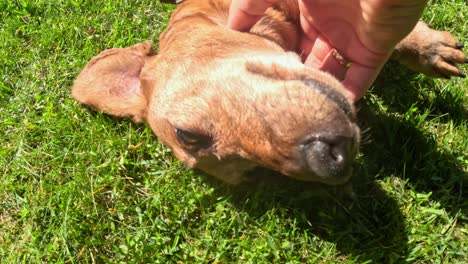 brown dachshund dog lying on green grass in sunlight, enjoys being pet by human hand. closeup shot