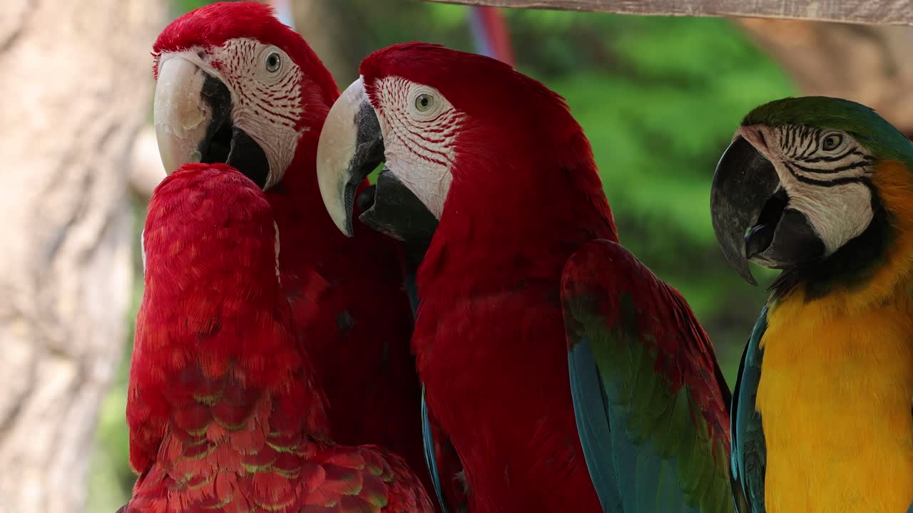 Macaws displaying social behavior in nature