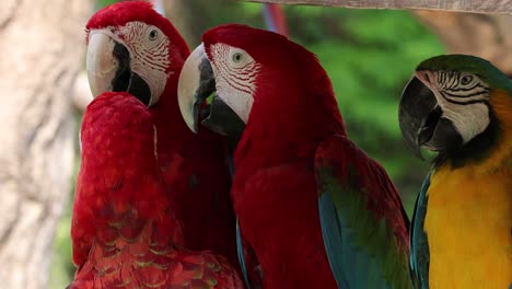 macaws displaying social behavior in nature