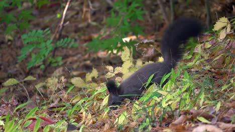 Eurasian-Gray-Tree-squirrel-or-Abert's-squirrel-Sciurus-vulgaris-searching-food-on-the-ground-in-an-autumn-forest