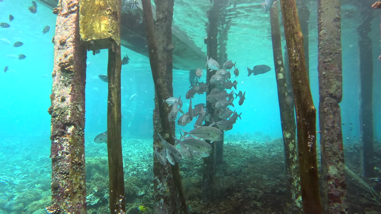 Underwater seascape with striped fish, pier poles and corals