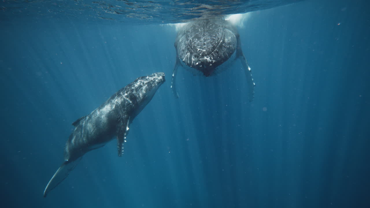 바바우 톤가 해양 보호구역의 양육지에서 휴식을 취하는 엄마와 아기 고래의 낮은 각도 수중 모습
