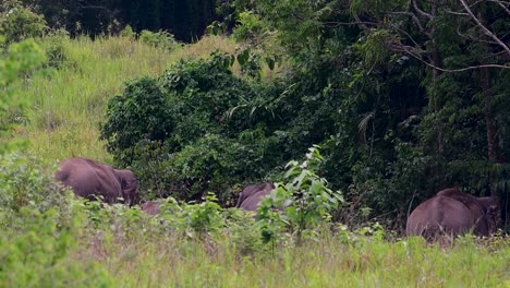 Los-Elefantes-Asiáticos-Son-Especies-En-Peligro-De-Extinción-Y-También-Son-Residentes-De-Tailandia