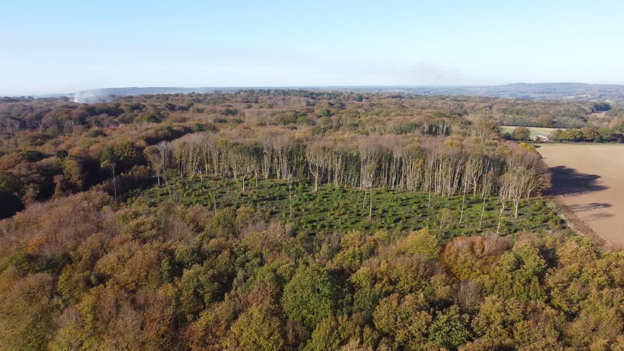 Deforestazione in Inghilterra ripresa in 4k da un drone.